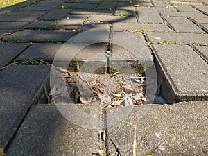 The paving stone blocks that make up the path, where one stone is missing, leave a gap.