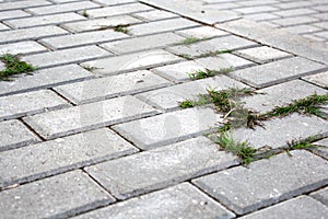 Paving stones with grass growing between the stones. The concept of nature`s victory over the city.