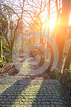 Paving stones road along the trees, Guimaraes, Portugal