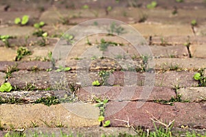 Paving Stones