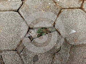 Paving in the yard is damaged and cracked, with small grass growing in between.