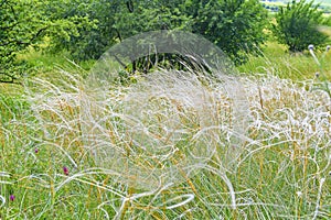 The Pavlov Hills, in Czech also Palava. Stipa pennata. South Moravia, the Czech Republic, Europe