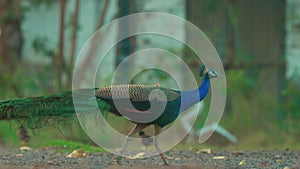 Pavo Cristatus, Blue Peafowl, Common Peafowl. Indian Peacock In Habitat Has Iridescent Blue And Green Plumage. Indian