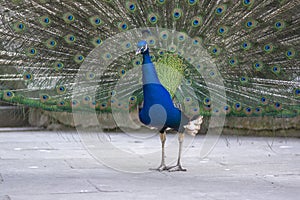 Pavo cristatus indian male peafowl showing beautiful colorful green and blue feathers, elegant bird in its ritual