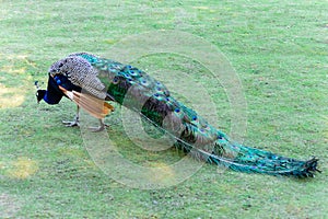 Pavo Cristatus Indian peafowl photo