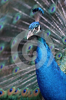 Pavo cristatus, peacock bird photo