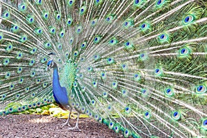 Pavo cristatus, peacock taken head on