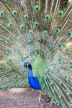 Pavo cristatus, peacock taken head on