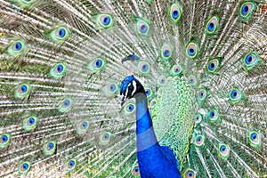 Pavo cristatus, peacock taken head on photo