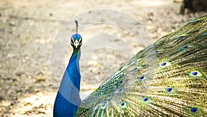 Pavo real