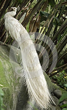 Pavo real albino photo