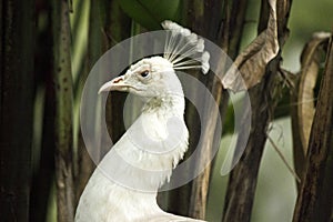 Pavo real albino