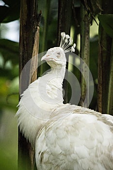 Pavo real albino