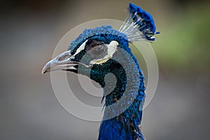 Pavo real. Blue Turkey photo