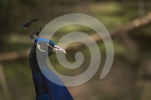 Pavo real peacock photo
