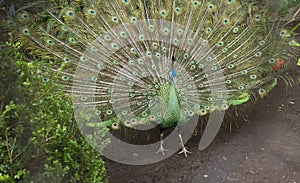 Pavo real - Peacock photo