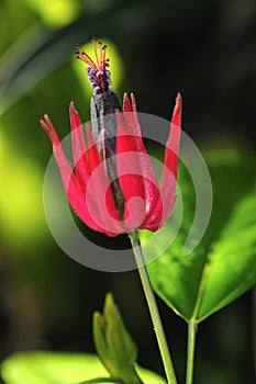 Pavonia makoyana photo