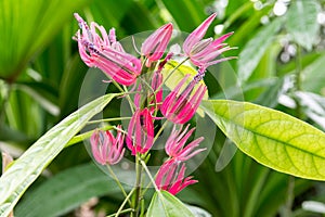 Pavonia multiflora beautiful flower,Brazilian Candles,MALVACEAE