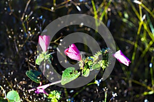 Pavonia rigida blur with grass