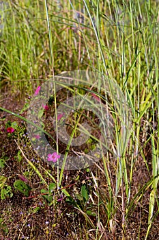 Pavonia rigida in forest grass
