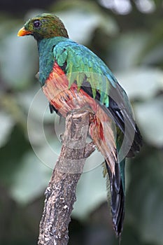 Pavonine Quetzal (Pharomachrus pavoninus)