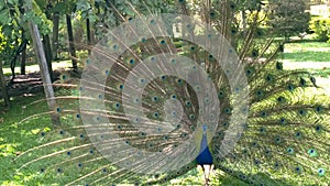 PavÃÂ£o azul no Brasil photo