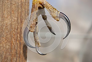 Paw of a bird of prey with black claws.