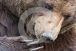 Paw of brown bear Ursus arctos with claw