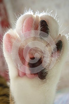 Paw of a cat close up. Pink and black and white skin on the cat`s foot.