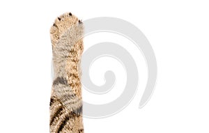 Paw of a cat isolated on white background