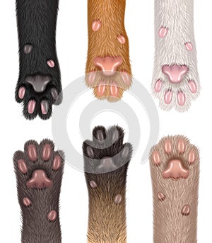 Paw cats. Collection of realistic domestic animals fluffy body parts foot sharp claws decent vector templates set