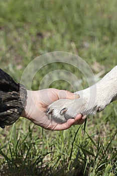 Paw of dog in hand of boy. Friendship between human and animal, friends, shaking hand and paw. Helping homeless animals