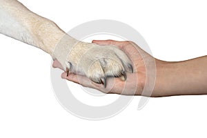 Paw of dog in man hand isolated on white. Friendship between human and animal, best friends, shaking hand and paw. Helping