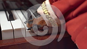 Paw of dog in red festive attire presses the keys of a piano during practice lesson on playing musical instrument or at