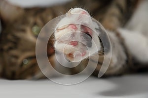 Paw of a domestic cat with released claws