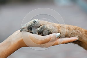 Paw in female hand