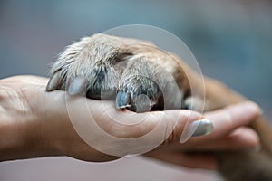 Paw in female hand