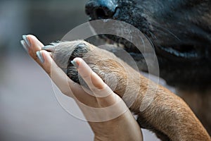 Paw in female hand