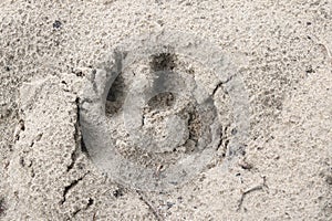 Paw footprint of dog or wolf on sand close
