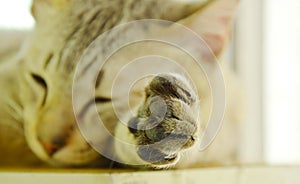 Paw of gray cat sleeping on wooden cupboard