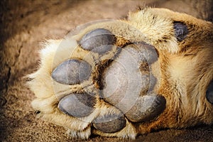 Paw of Lion