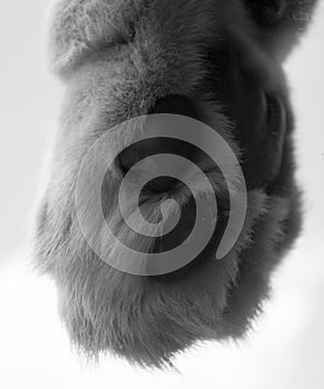 Paw of Lion is one of the four big cats in the genus Panthera,