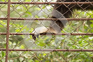 Paw monkey in a cage at the zoo