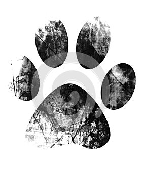 Paw print photo