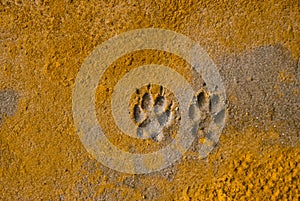 Paw Prints