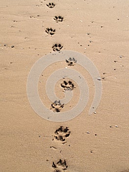 Paw prints photo