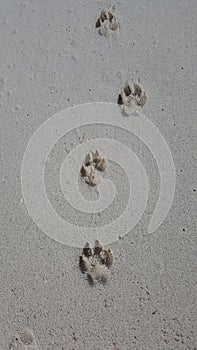 Paw prints