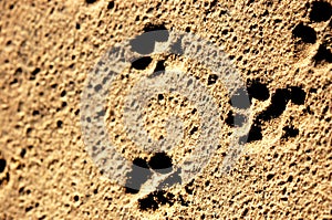 Paw Prints