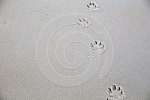 Paw prints on a beach