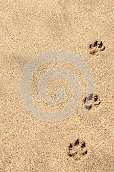 Paw prints in Cornish sand background